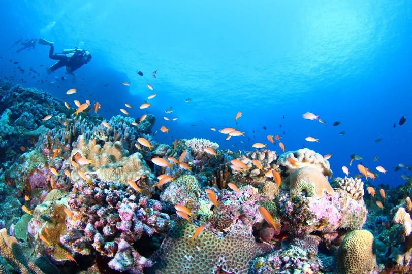 3月5日サンゴの日に考えるSDGs｜企業向け研修・レクリエーションプログラム